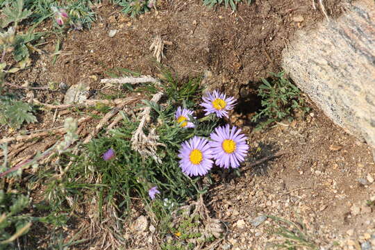 Image of featherleaf fleabane