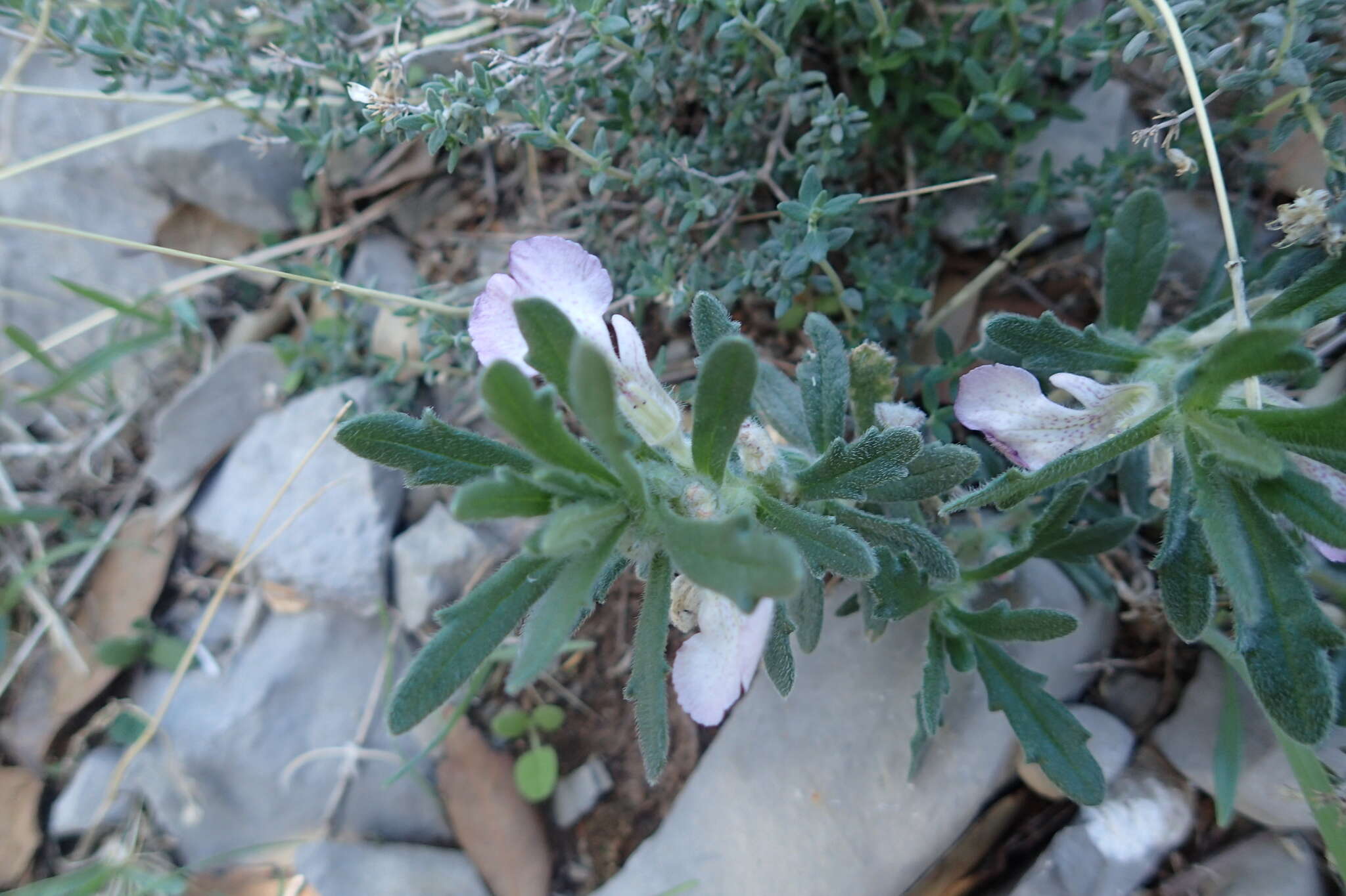 Image of Ajuga iva var. iva