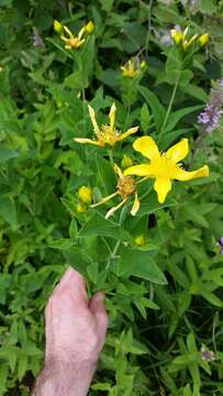 Image of Hypericum ascyron subsp. pyramidatum (Dryand. ex Ait.) N. Robson