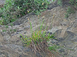 Image of Sesleria doerfleri Hayek