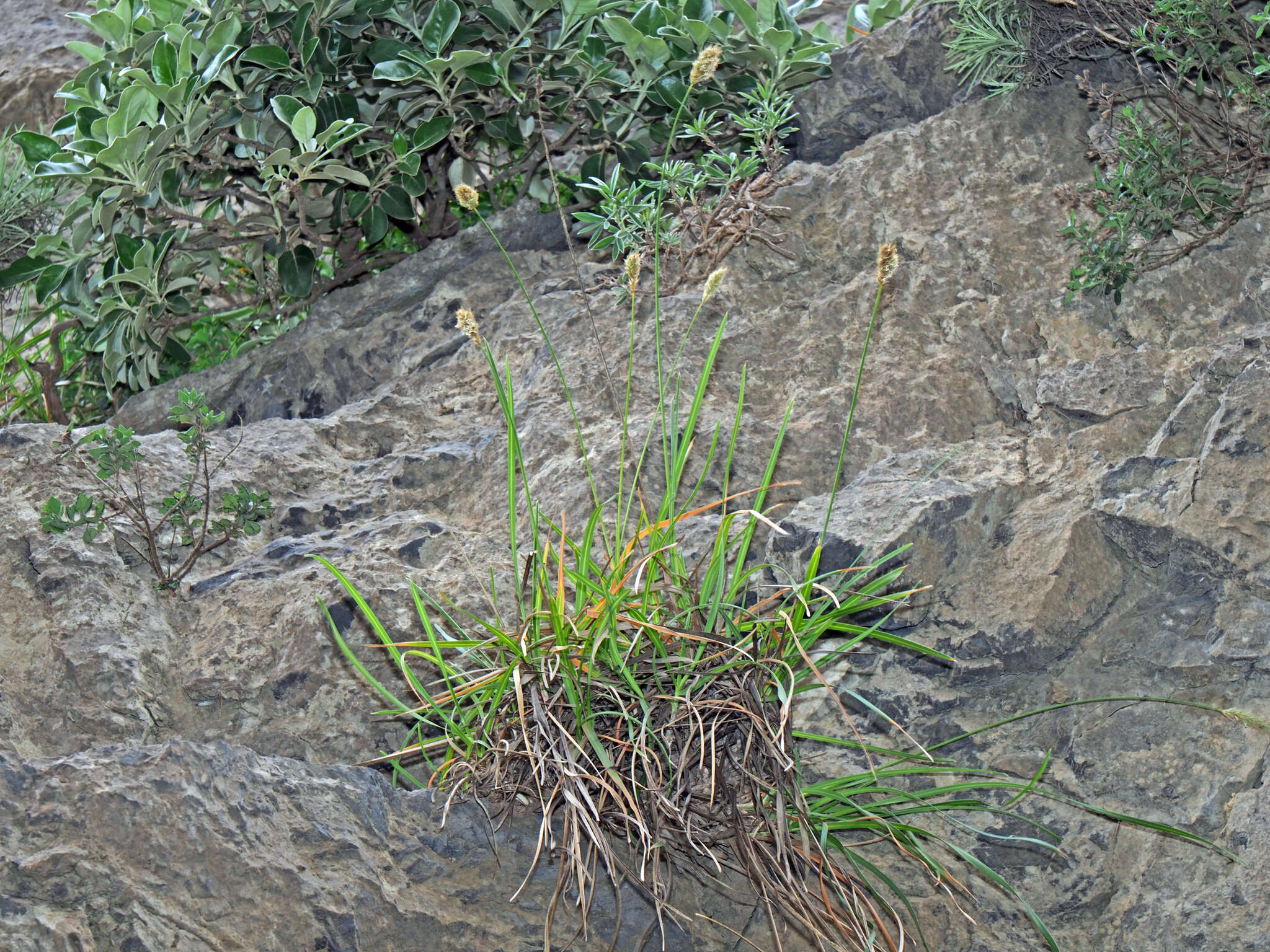 Image of Sesleria doerfleri Hayek