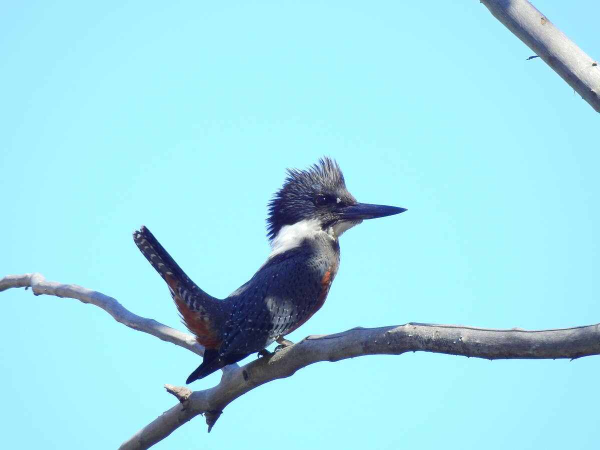 Sivun Megaceryle torquata stellata (Meyen 1834) kuva