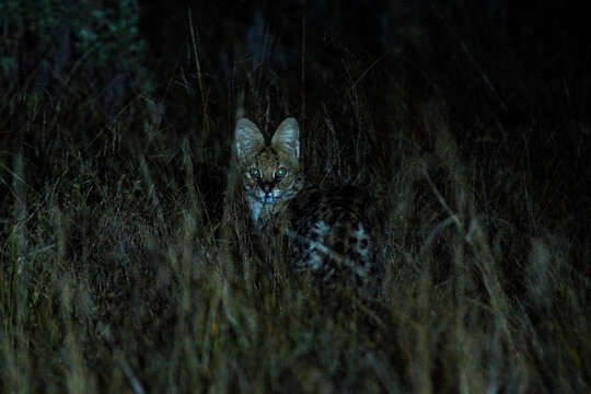 صورة Leptailurus Severtzov 1858