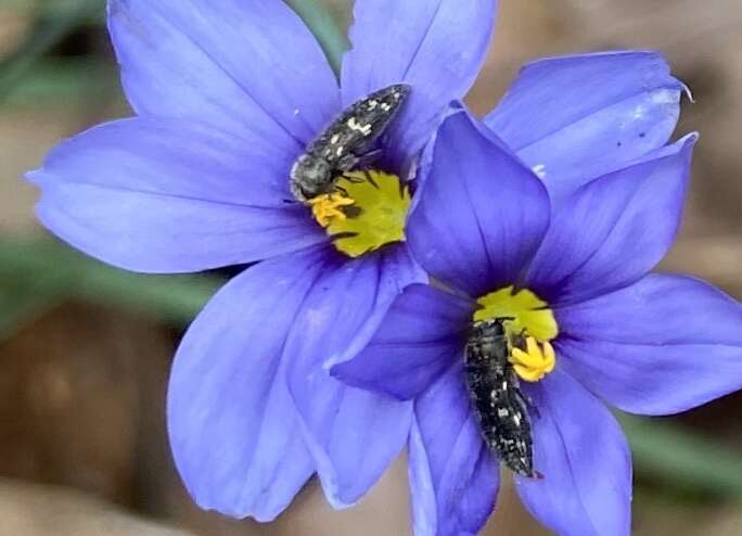 Image of Acmaeodera tubulus (Fabricius 1801)