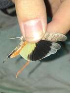 Trimerotropis melanoptera McNeill 1901 resmi