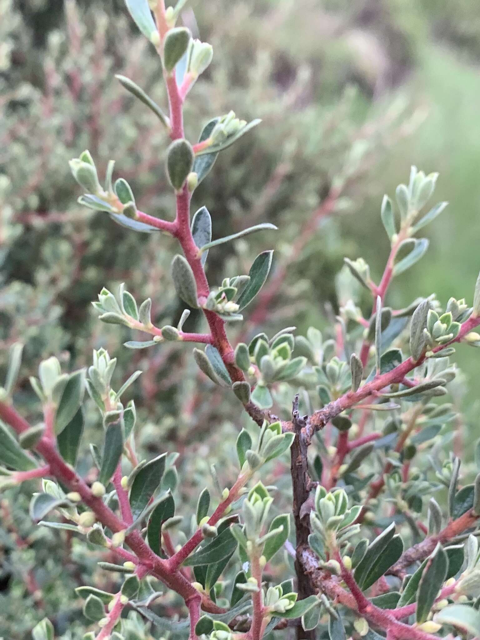 Sivun Diospyros pubescens var. microphylla (Burch.) kuva