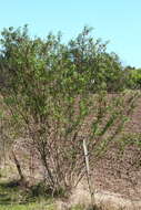 Image of Baccharis punctulata DC.