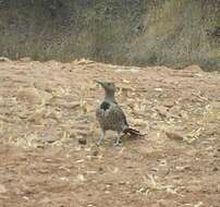 Image of Northern Flicker