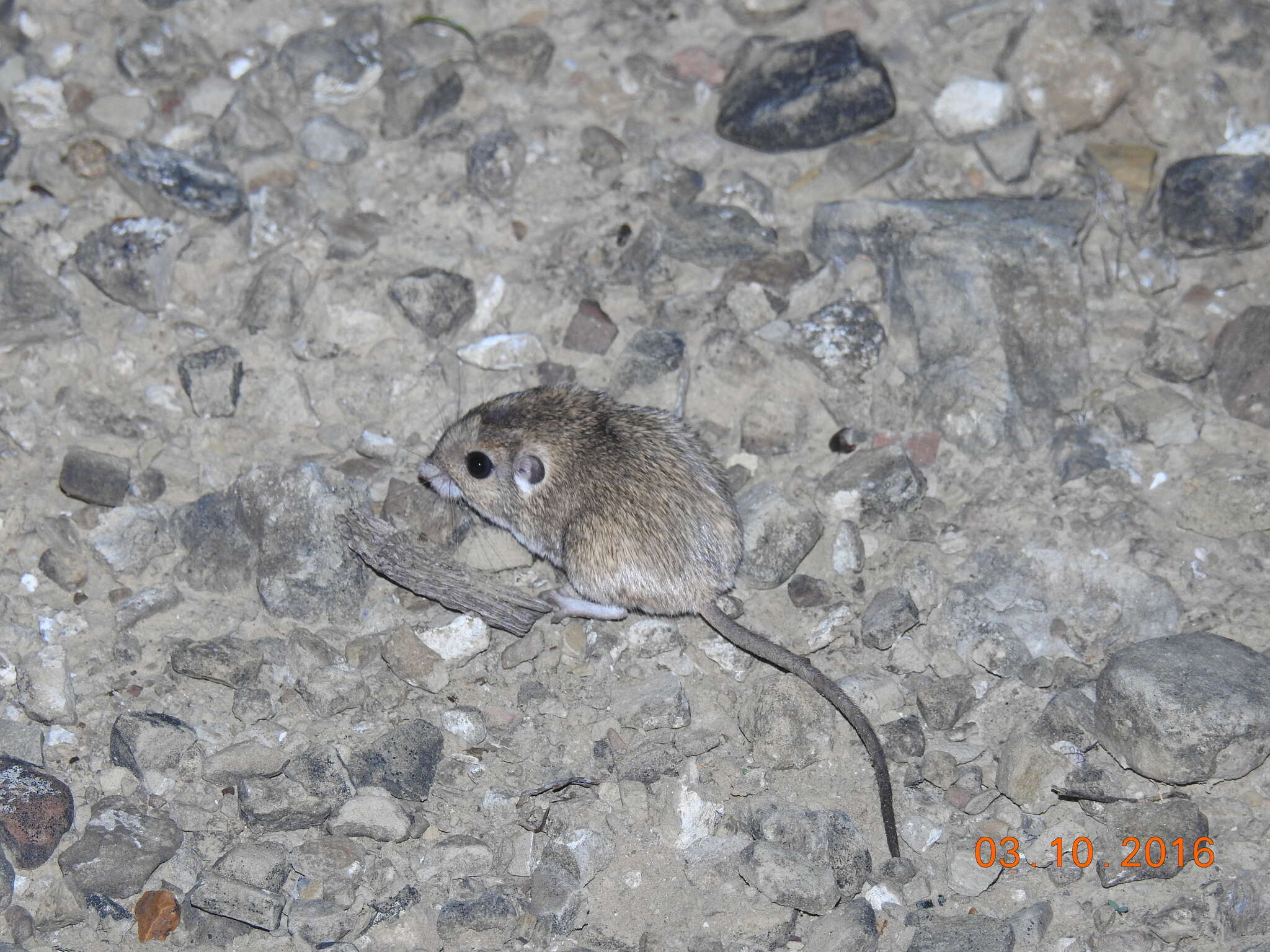Image of Merriam's pocket mouse