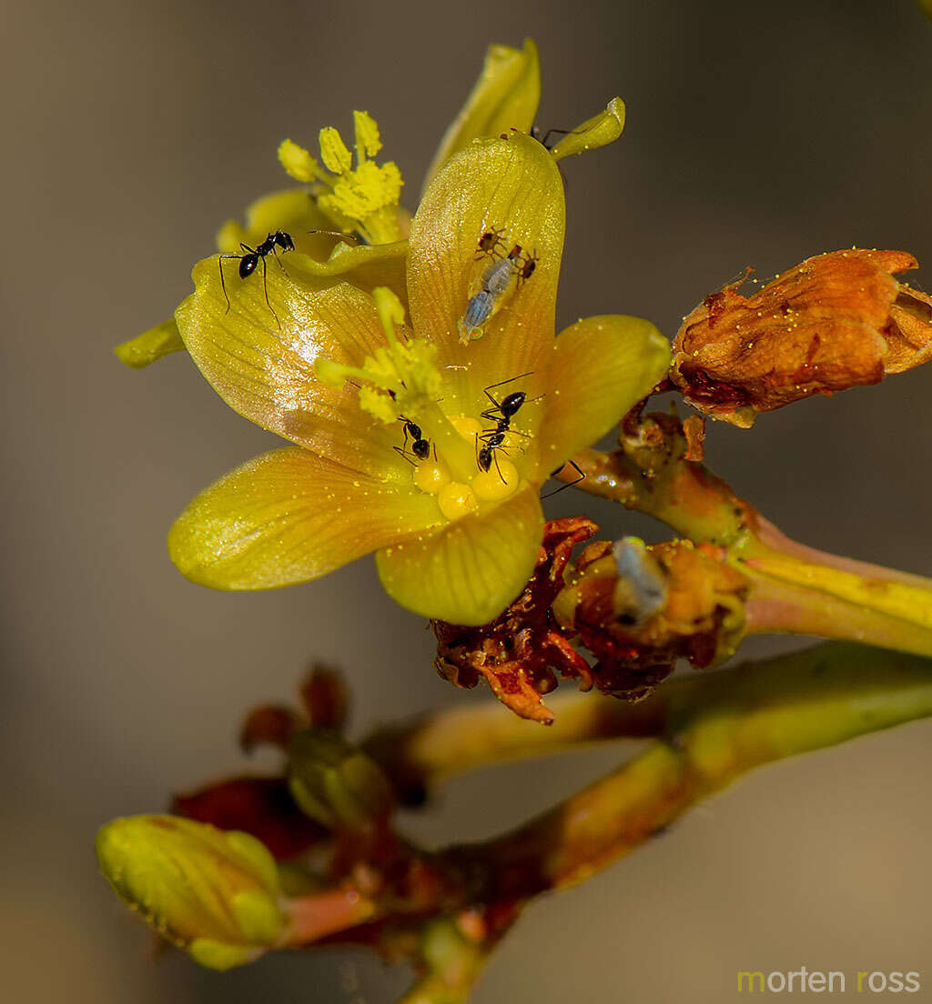 Image of Jatropha unicostata Balf. fil.