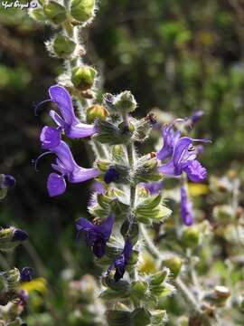 Image of Salvia lanigera Poir.