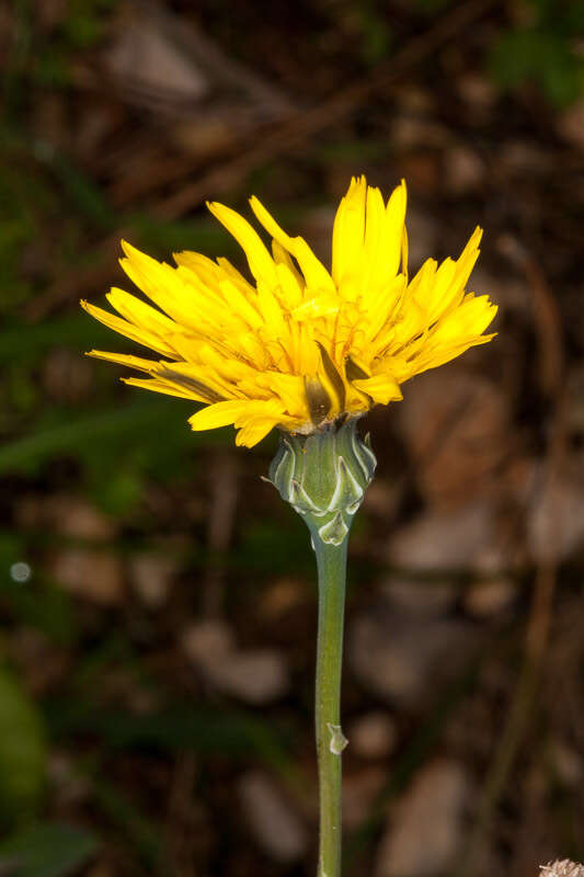 Image of common brighteyes