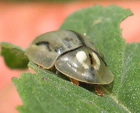 Слика од Physonota unipunctata (Say 1824)