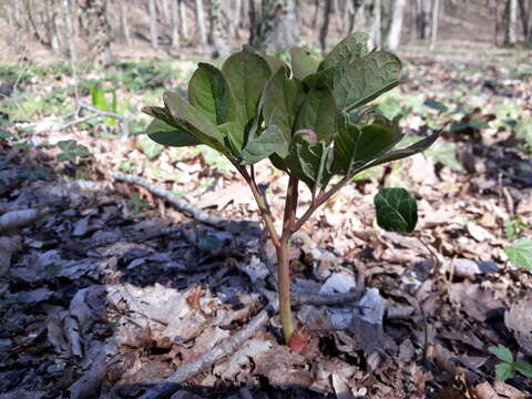 Image of Paeonia caucasica (Schipcz.) Schipcz.