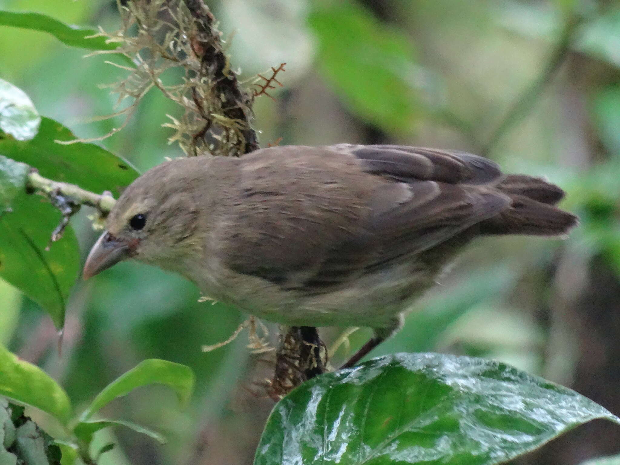 Imagem de Camarhynchus pallidus (Sclater, PL & Salvin 1870)