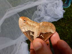 Image of Tulip-tree Silkmoth