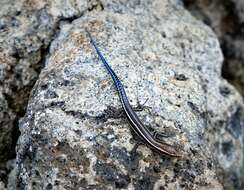 Image of Five-lined Snake-eyed Skink