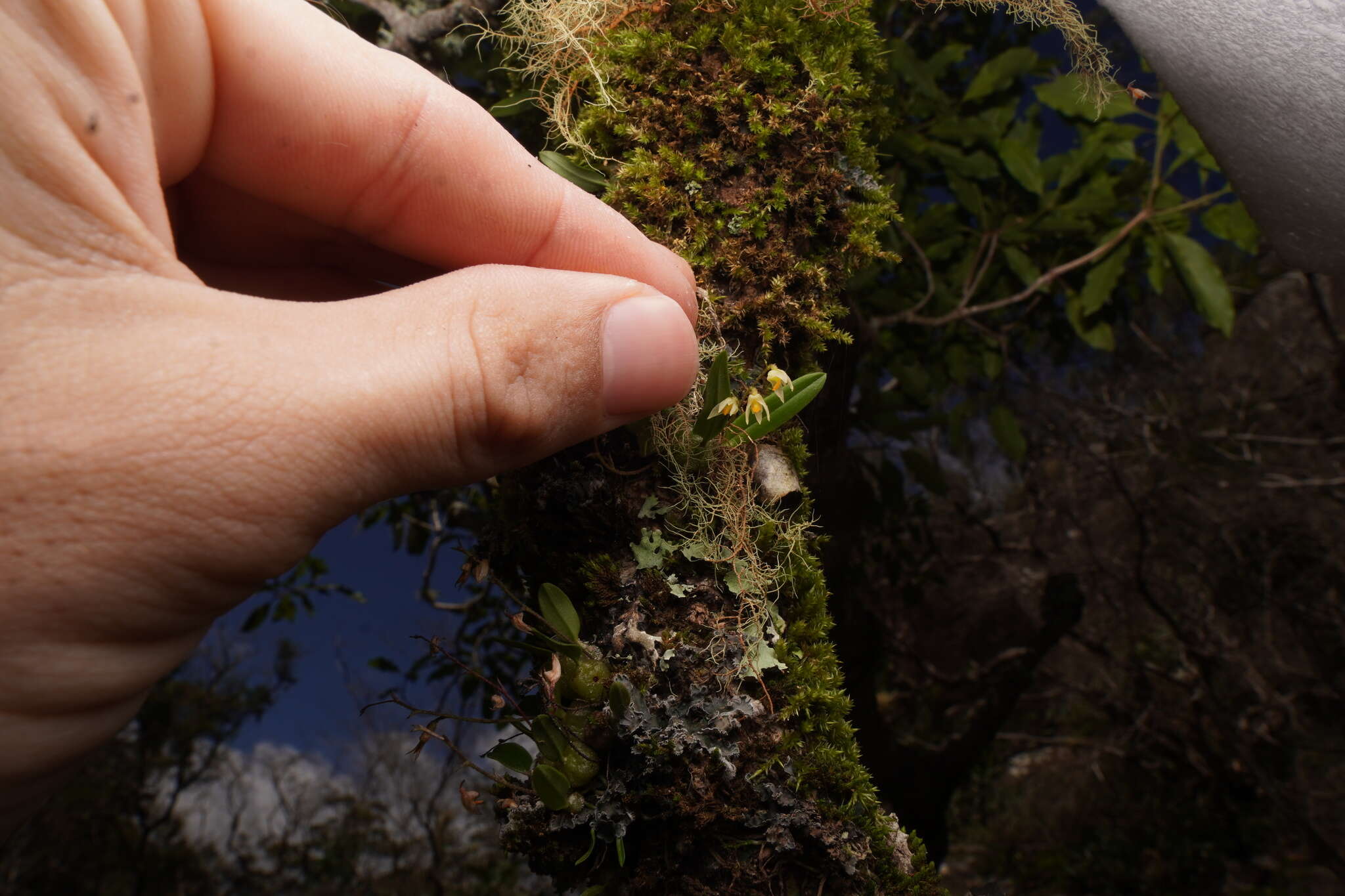 Image of Bulbophyllum argyropus (Endl.) Rchb. fil.