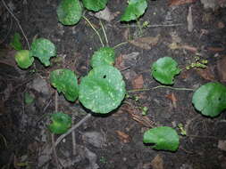 Слика од Hydrocotyle verticillata Thunb.