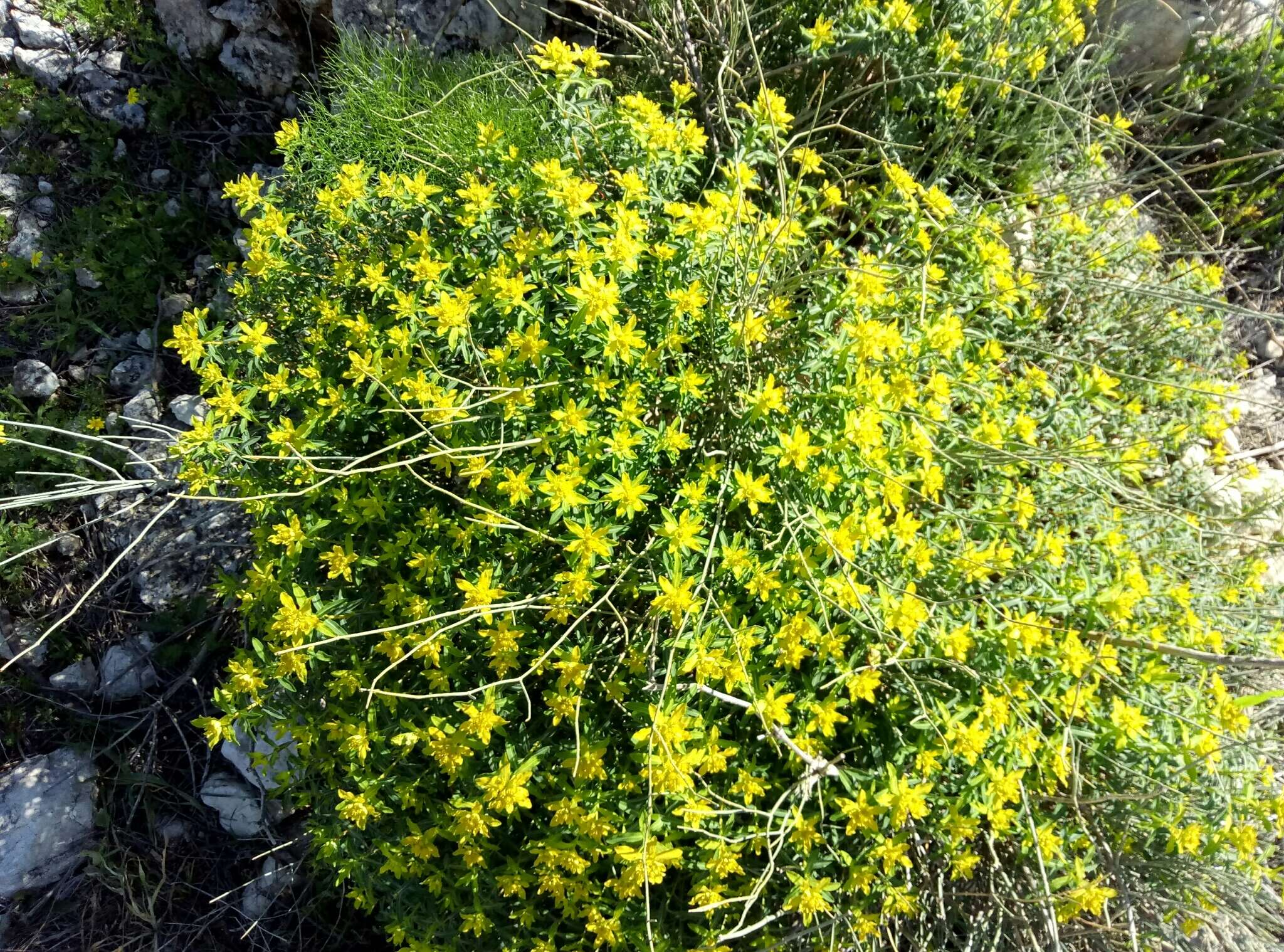 Image of Euphorbia hierosolymitana Boiss.