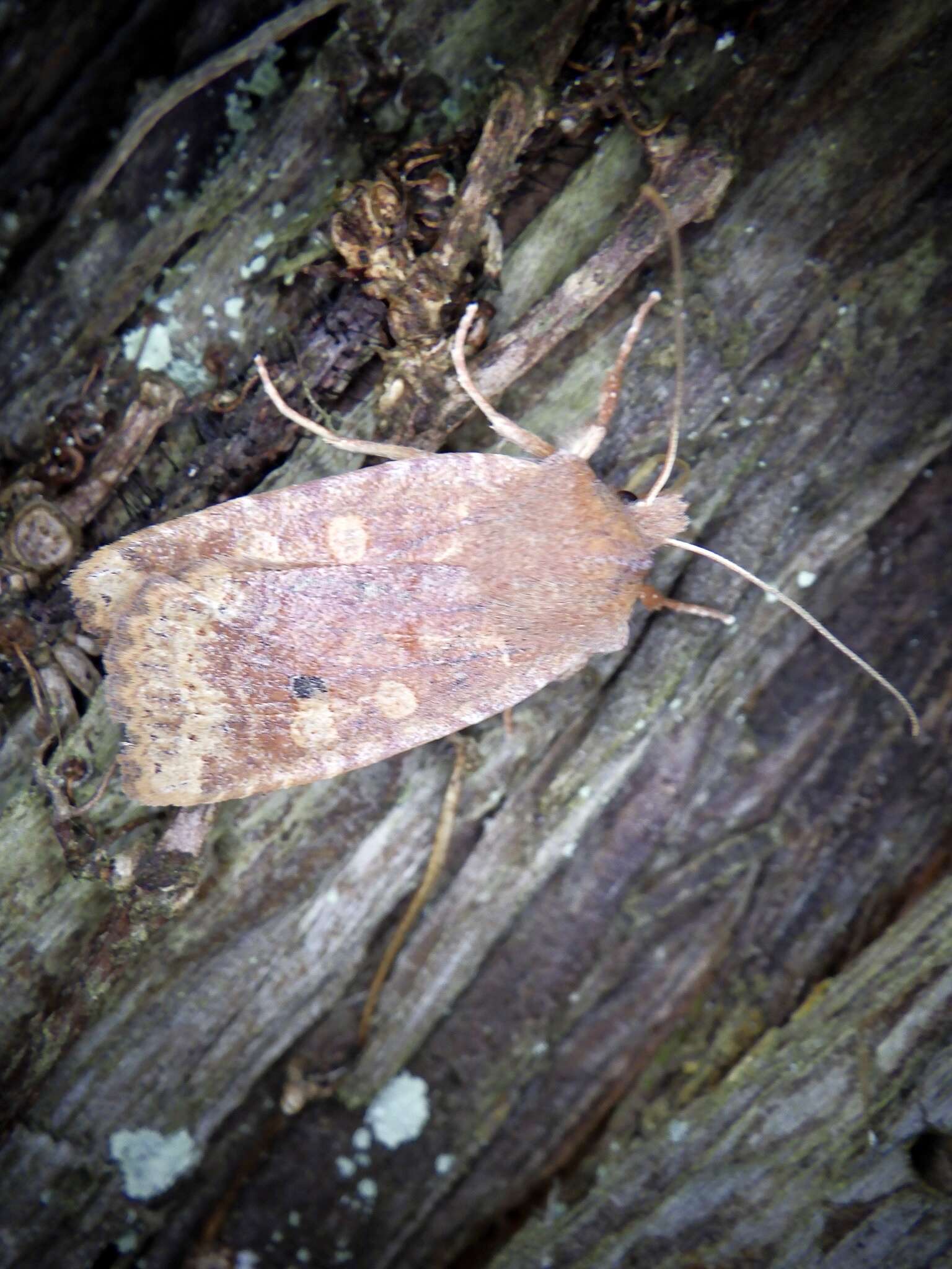 Image of Conistra ardescens Butler 1879