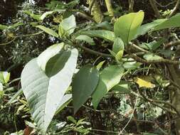 Image of Dendrocnide meyeniana (Walp.) Chew