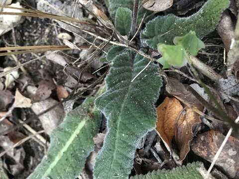 Image of Streptocarpus rexii (Hook.) Lindley