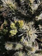 Image of Cylindropuntia imbricata subsp. rosea