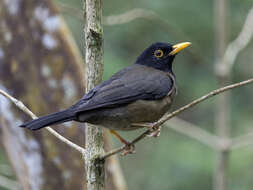 Image of Black-hooded Thrush