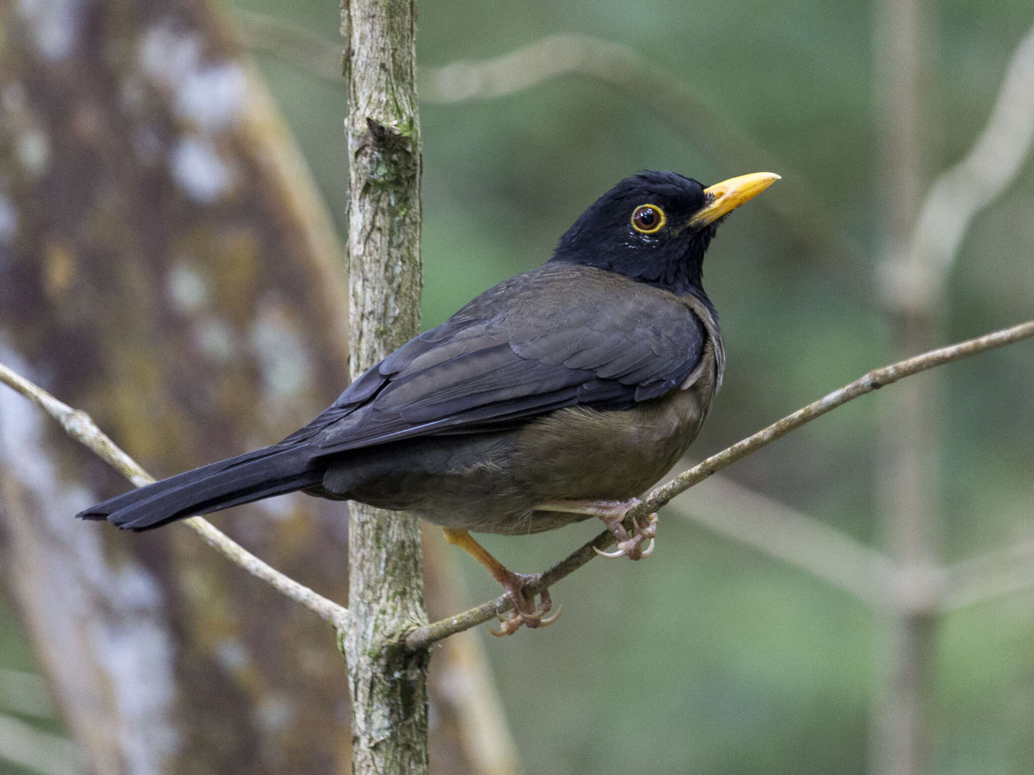 Image of Black-hooded Thrush