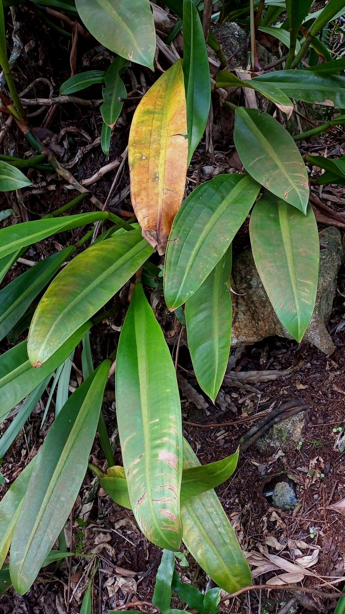 Philodendron crassinervium Lindl. resmi