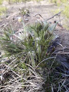 Image of Pulsatilla patens subsp. angustifolia (Turcz.) Grey-Wilson