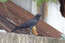 Слика од Corvus macrorhynchos levaillantii