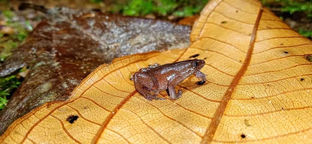 Imagem de Chiasmocleis leucosticta (Boulenger 1888)