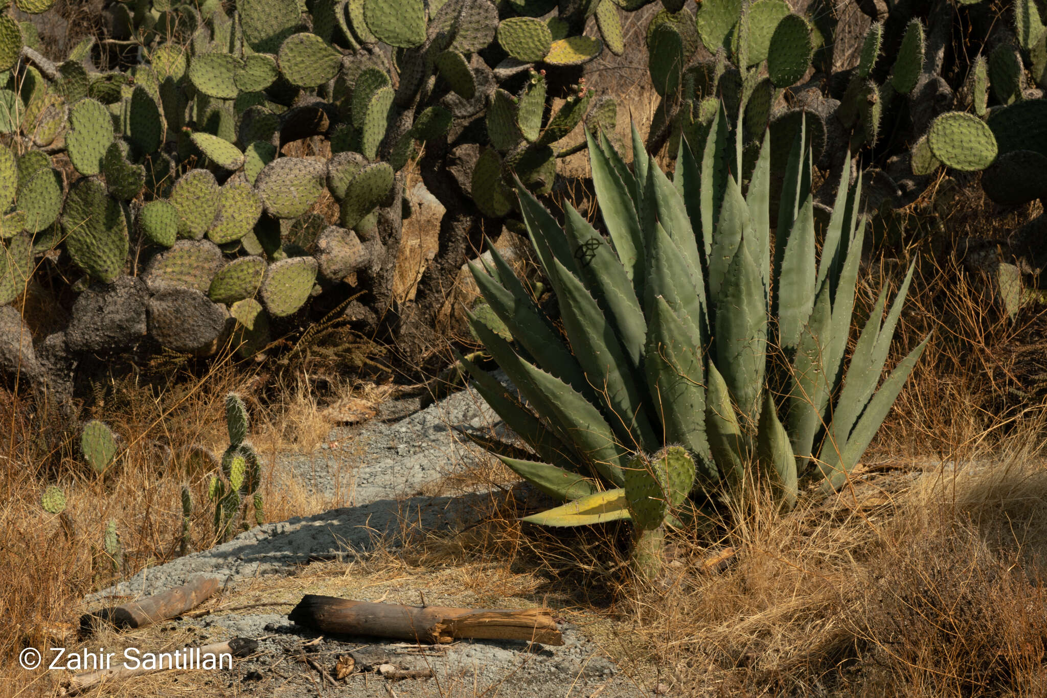 Слика од Agave salmiana subsp. salmiana