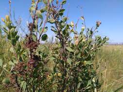 Image of Spiraea crenata L.