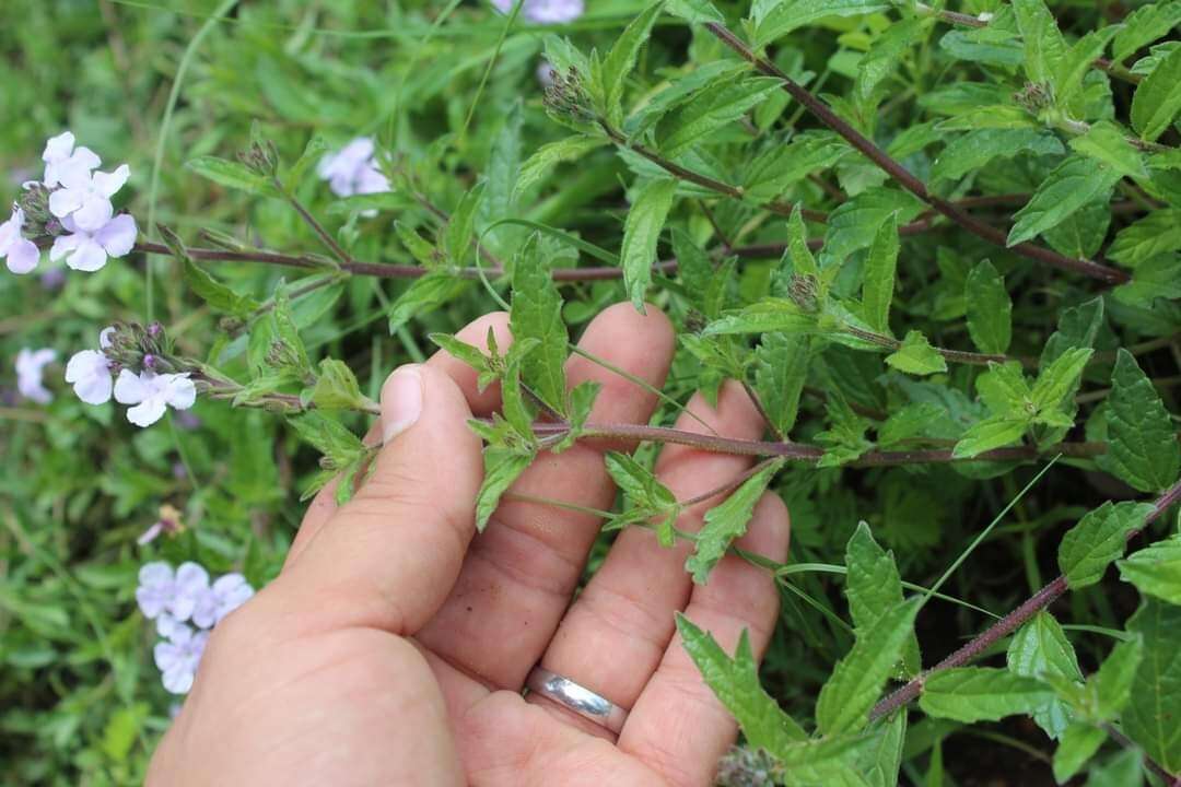 Image of Priva grandiflora (Ortega) Moldenke