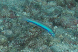 Image of Blue hana goby