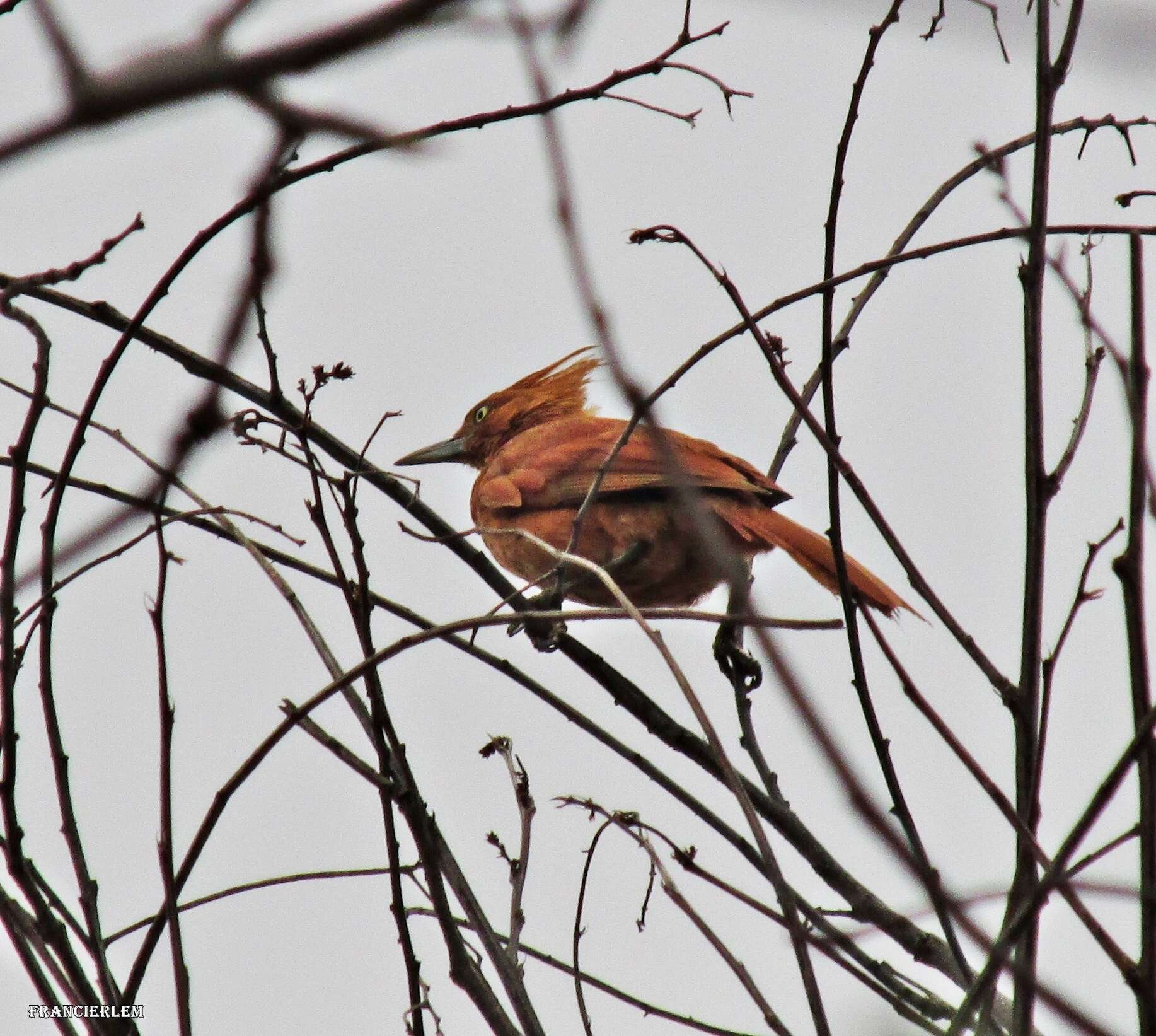 Image of Caatinga Cacholote