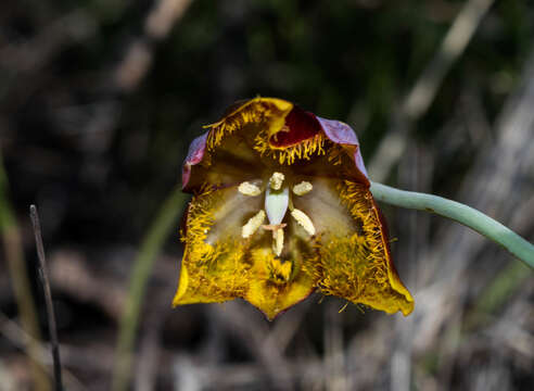 Calochortus barbatus (Kunth) Painter resmi