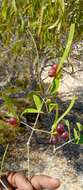 Image of Salvadora angustifolia Turrill