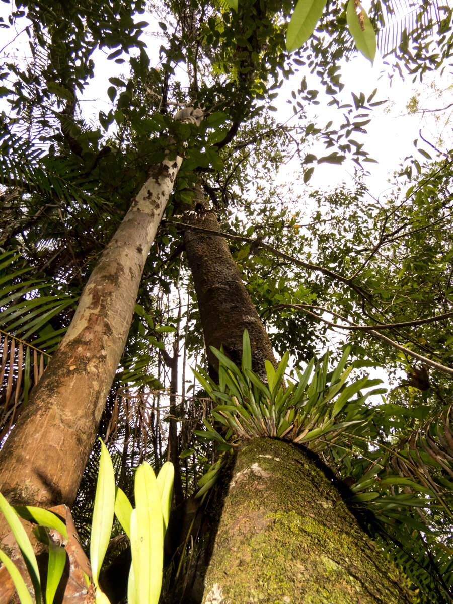 Image of mangrove