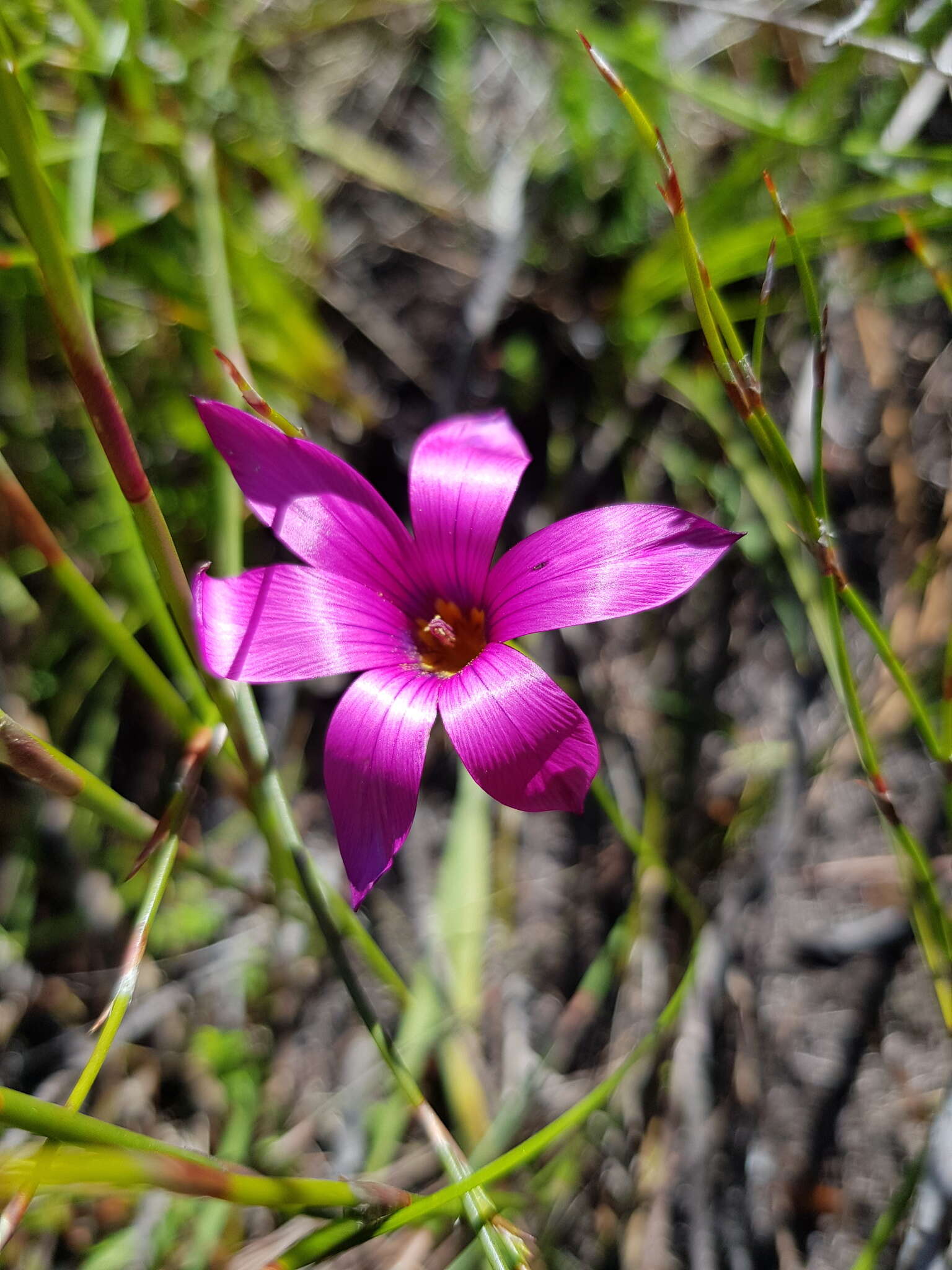 Image of rosy sandcrocus