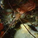 Image of Chirostylus sandyi Baba 2009