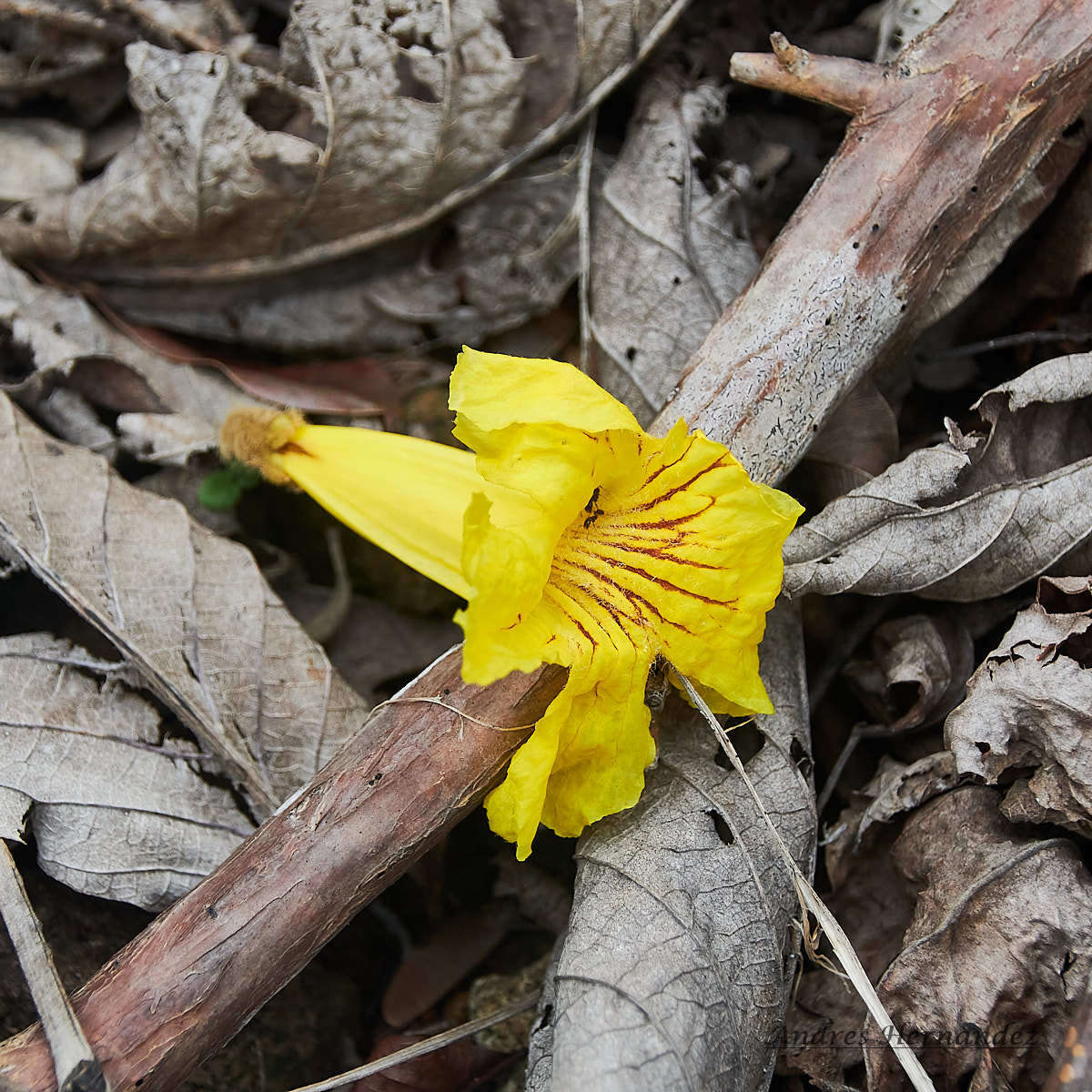 Image of Handroanthus ochraceus (Cham.) Mattos