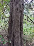 Image of Bailey's Cypress Pine