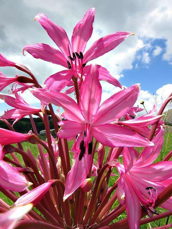 Image of Brunsvigia radulosa Herb.