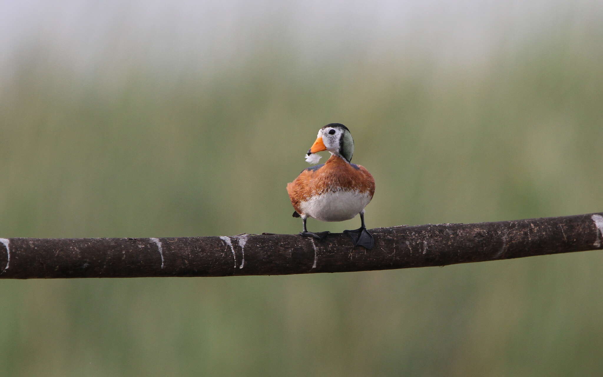 Image of African Pygmy Goose