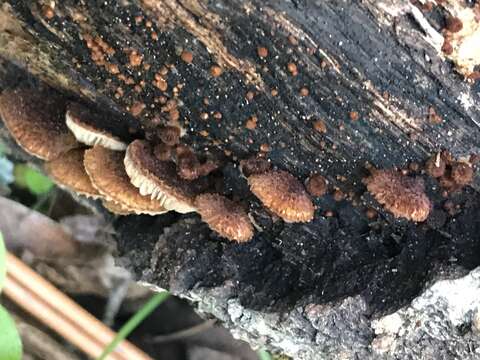 Image of Phaeomarasmius erinaceus (Fr.) Scherff. ex Romagn. 1937