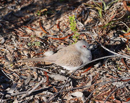 Image of Diamond Dove